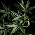 Genetyka nasion marihuany – czym jest stabilna linia?