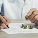 Kto tworzy medyczne odmiany? Przegląd producentów i laboratoriów